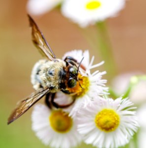Bumble Bee on Daisy Fleabane photo