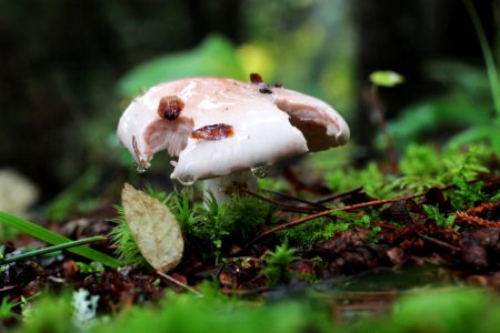 Fall fungi photo