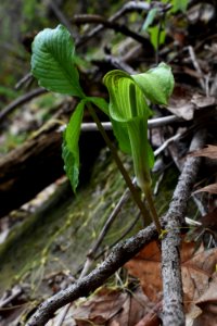 Jack-in-the-pulpit (Arisaema triphyllum)