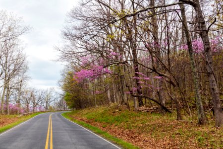 Redbud Blossoms Along the Drive photo