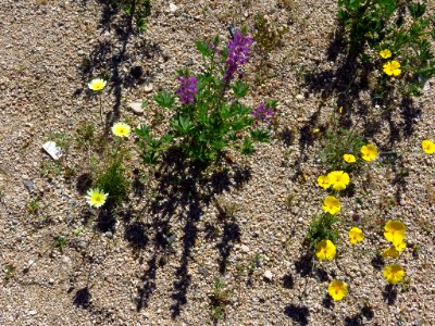 Cottonwood Spring with Wildflowers at Joshua Tree NP in CA