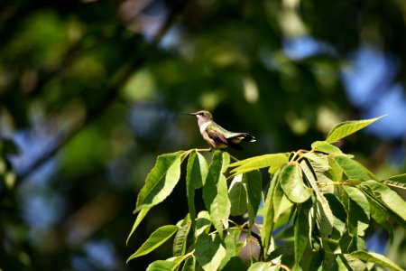 Ruby-throated hummingbird photo