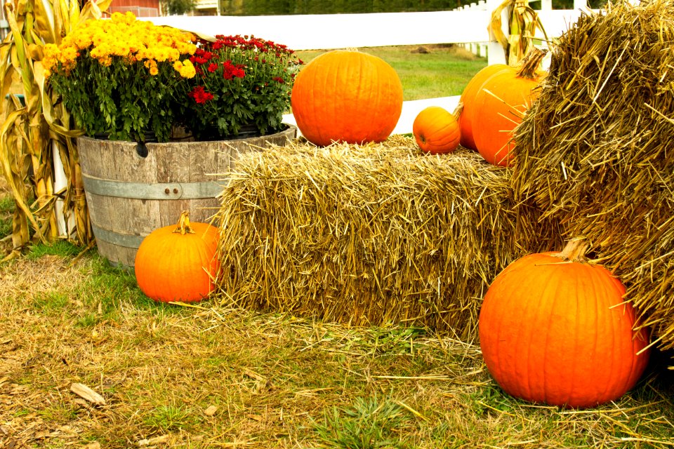 Pumpkins and bales of hay, Airlie Farms, Oregon