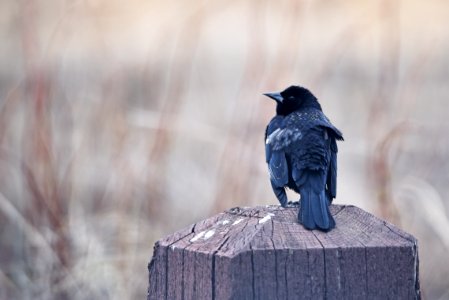 Red-winged blackbird photo