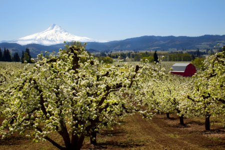 Hood River apple orchards and red barn, Oregon