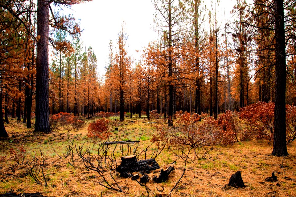 Forest along the Metolius River, Oregon