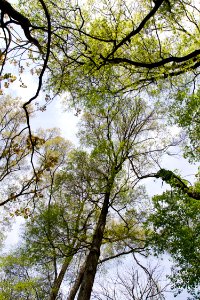 Coastal Plain Oak Forest
