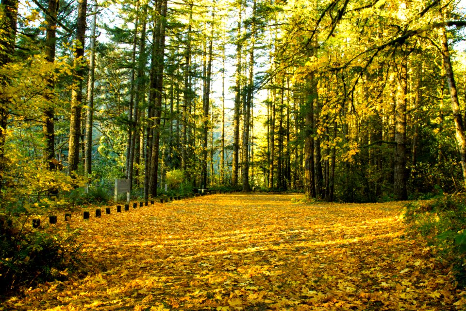 Fall Leaves, Niagara Park, Oregon