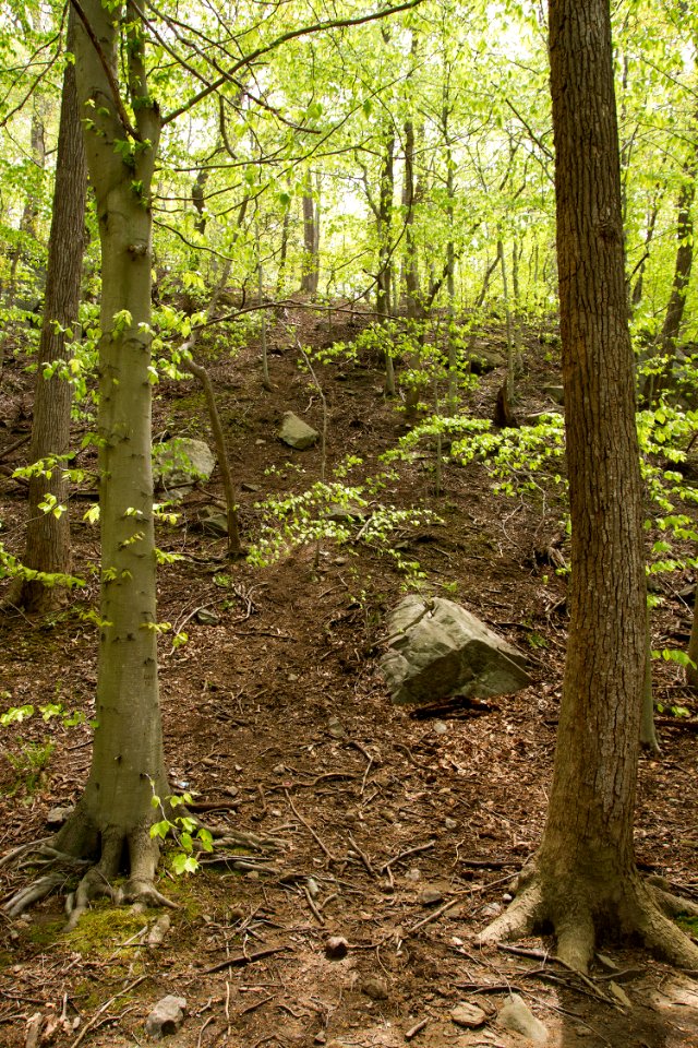 Rock Creek Park's Valley Trail in spring.
