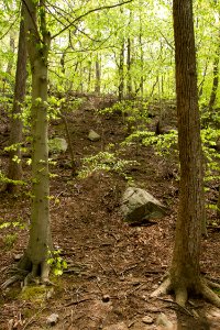 Rock Creek Park's Valley Trail in spring.