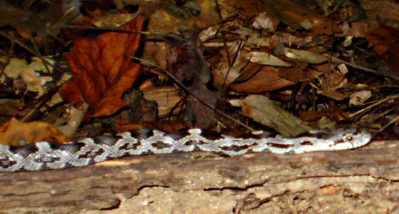 Juvenile eastern ratsnake