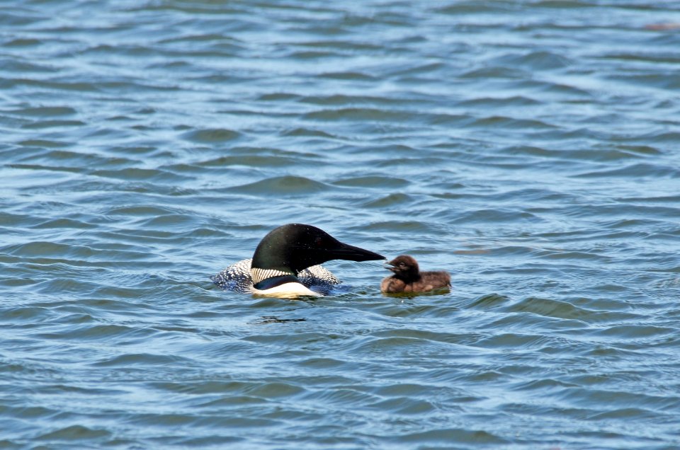 Common Loon With Chick