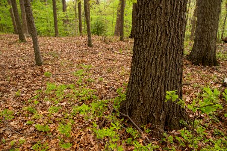 Mixed Oak / Heath Forest