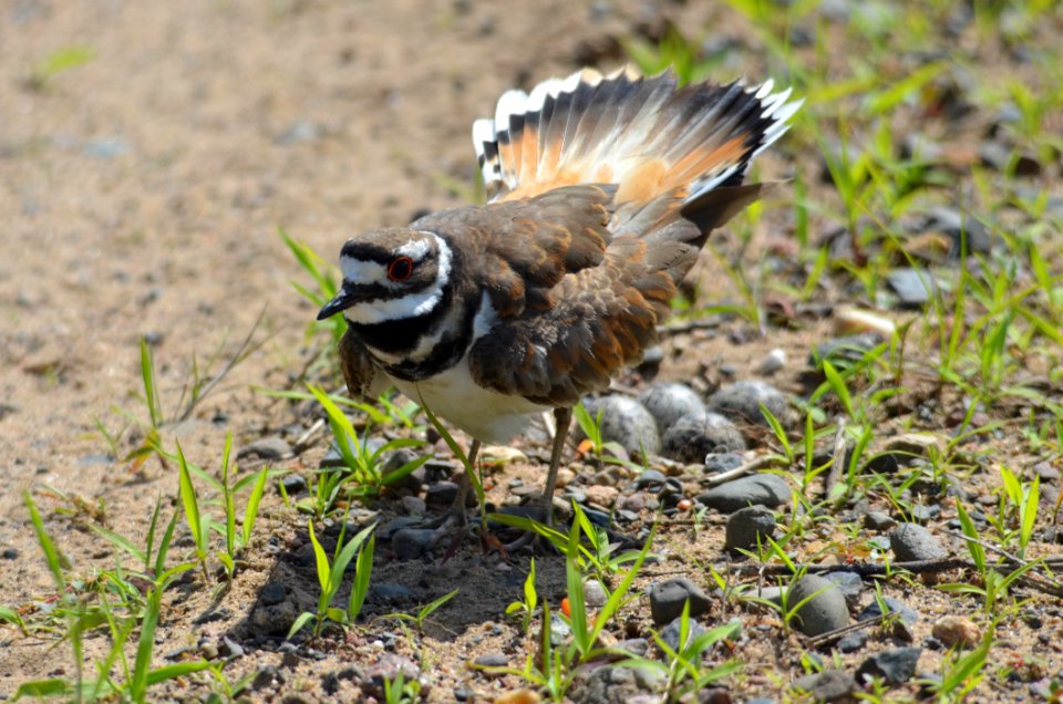 Killdeer Protecting Her Nest