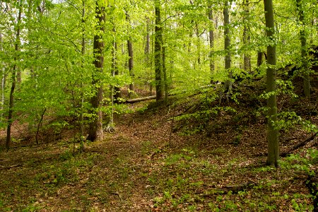 Mesic Mixed Hardwood Forest