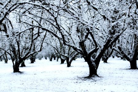Hazelnut orchard in snow, Willamette Valley, Oregon photo