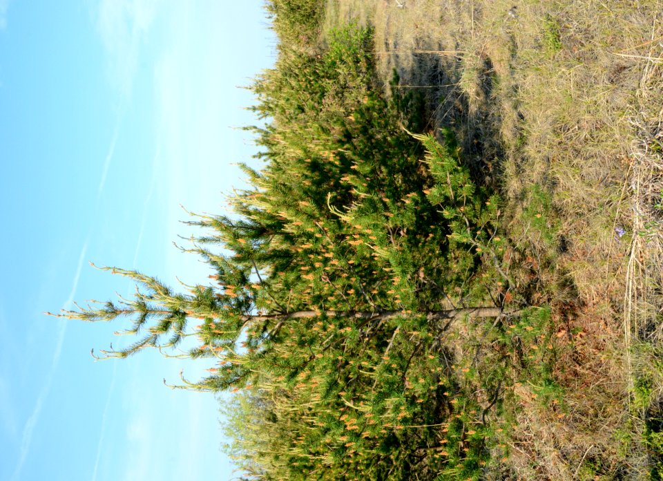 Kirtland's Warbler Habitat