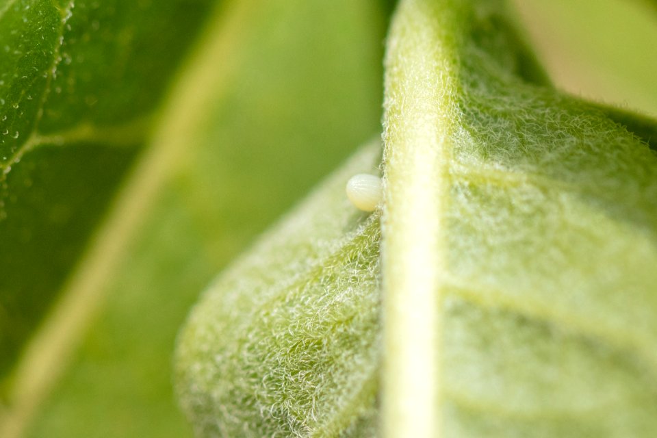 Monarch Butterfly Egg