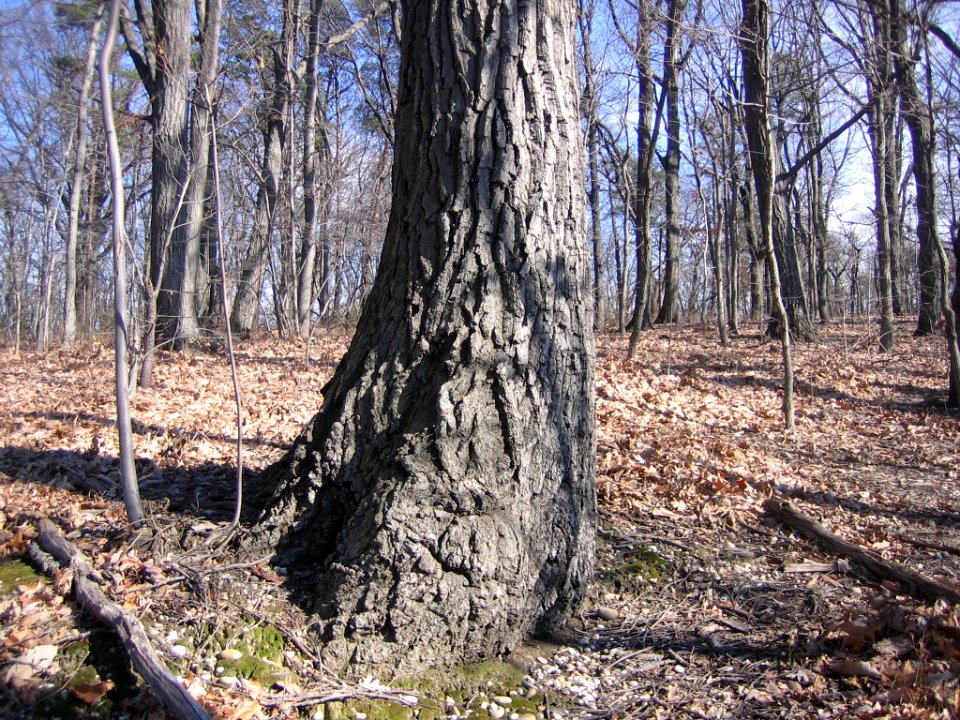 Chestnut oak bark