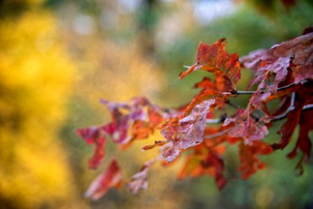 Fall Oak Leaves photo