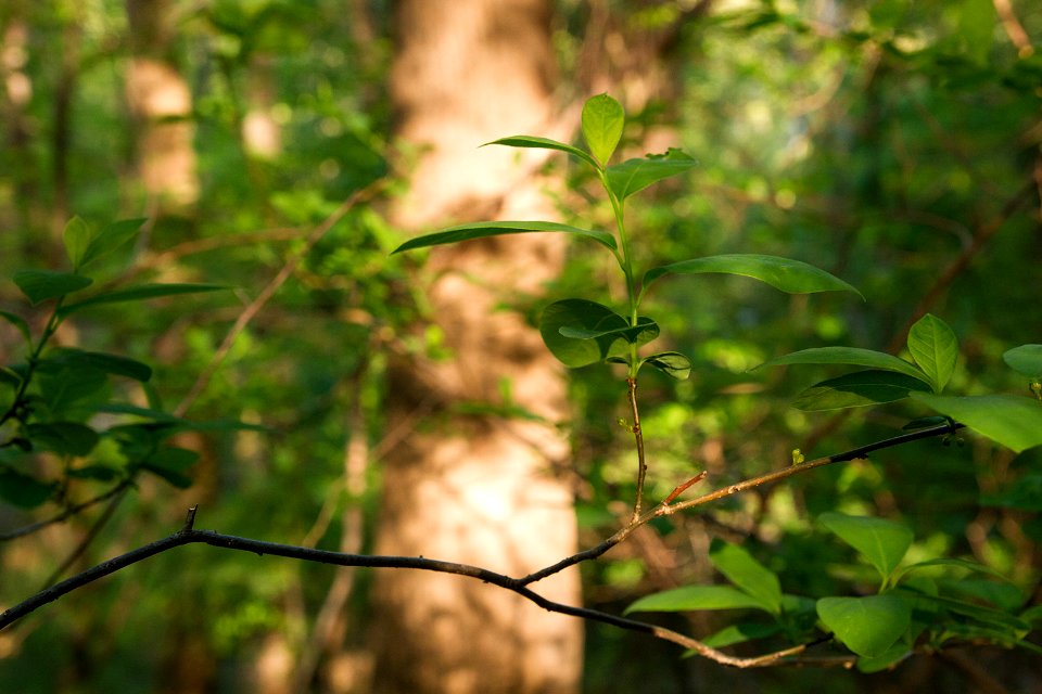 Northern spicebush