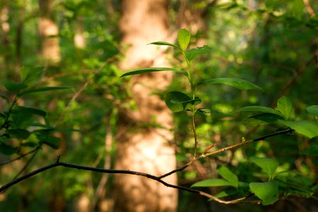 Northern spicebush photo