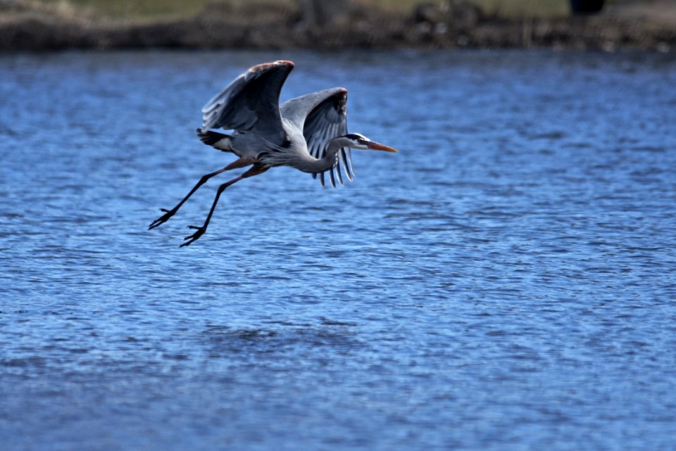 Great blue heron taking flight