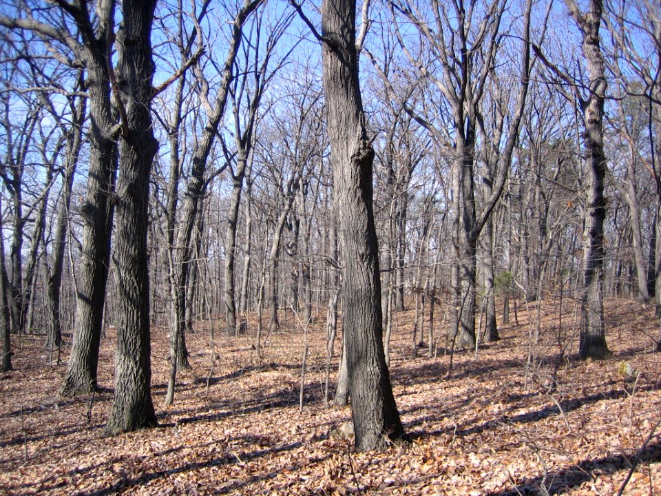 Mixed Oak / Heath Forest