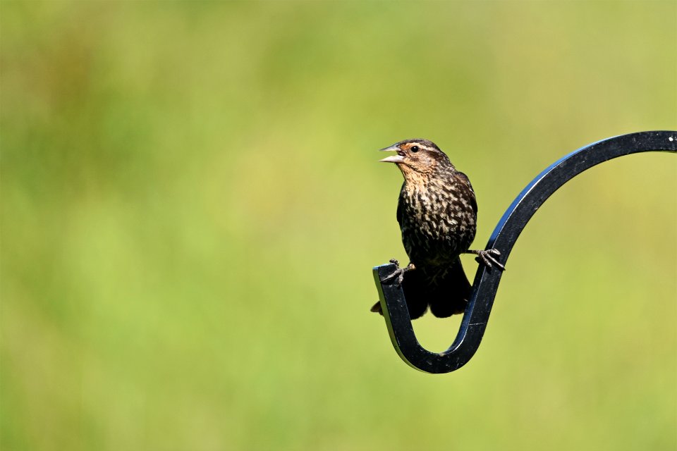 Red-winged blackbird (female)
