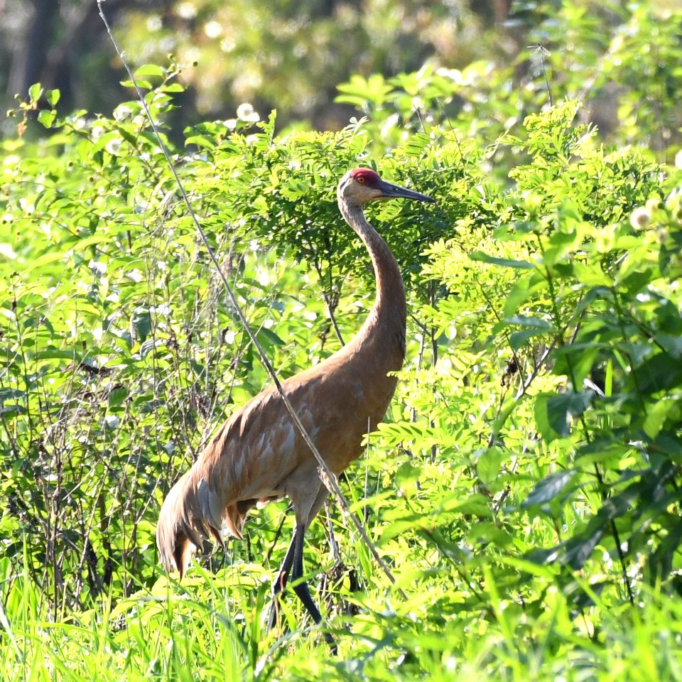 Sandhill Crane