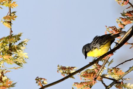 Kirtland's Warbler in Michigan photo