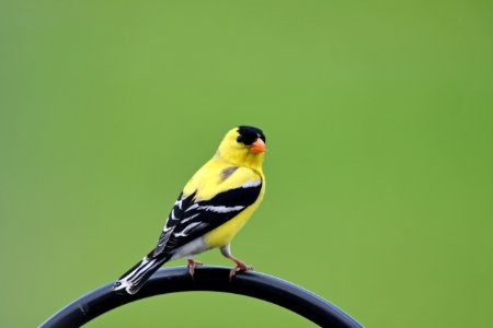 American goldfinch photo