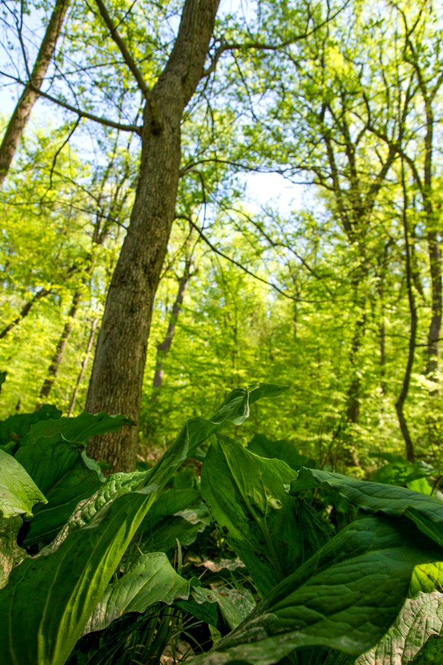 Red Maple Seepage Swamp