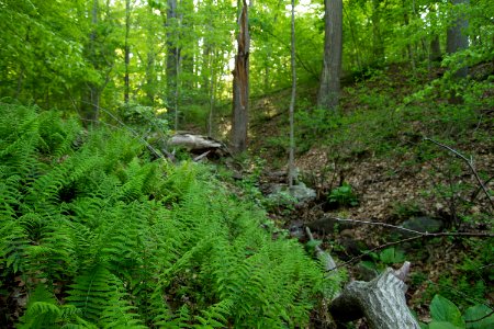 New York Fern photo