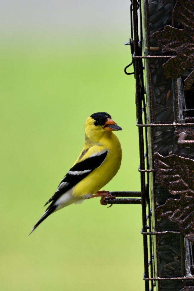 American goldfinch