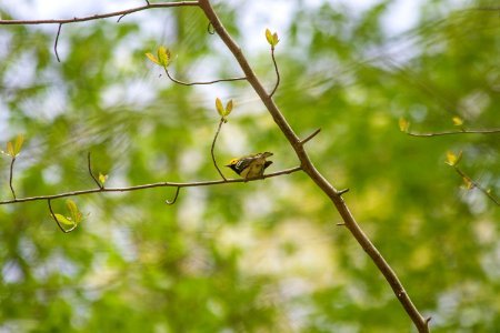 Black-throated green warbler on blackgum
