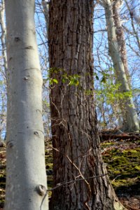 American beech, chestnut oak, and mountain laurel