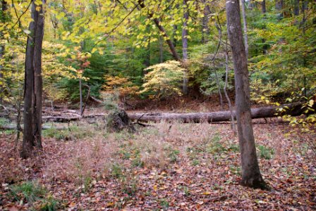 Red Maple Seepage Swamp in autumn