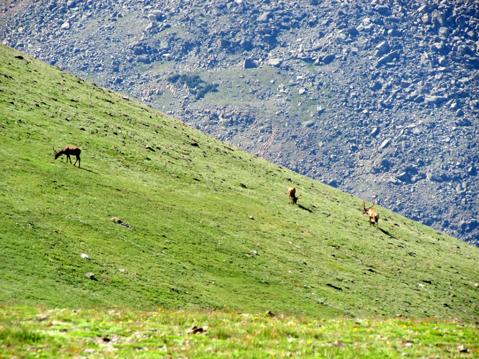 Deer at Rocky Mountain NP in CO