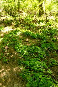 Floodplain survivors—Virginia bluebells
