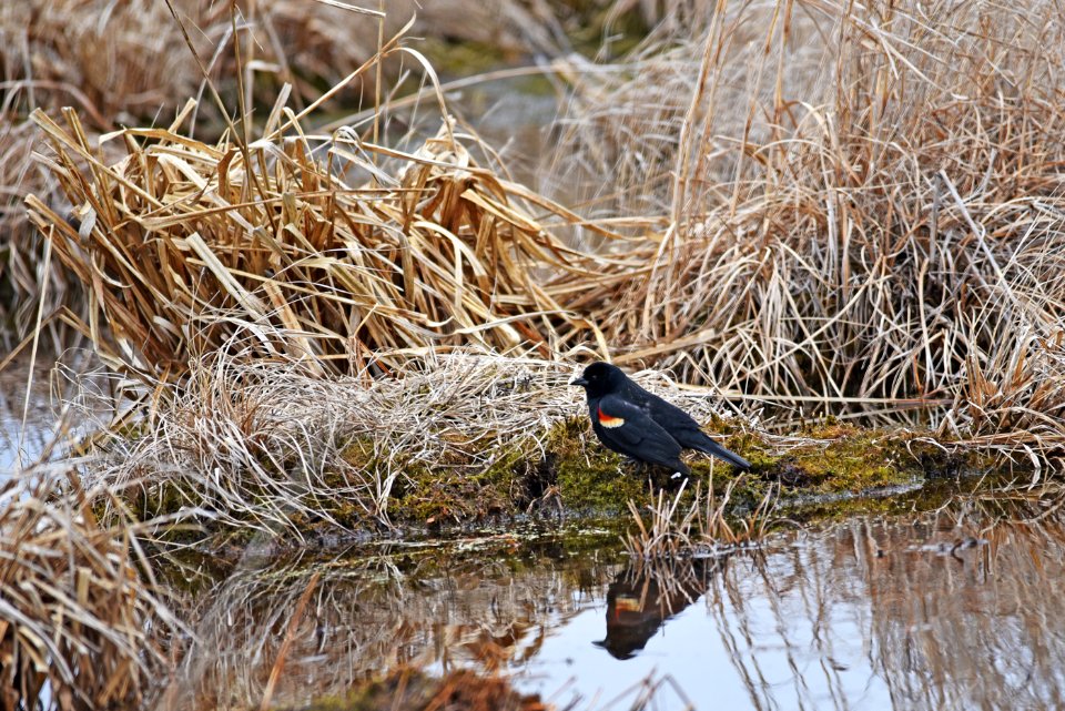 Red-winged blackbird photo