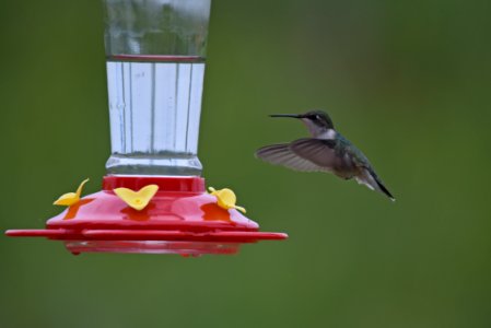 Ruby-throated hummingbird photo