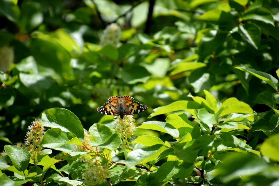 Painted lady butterfly