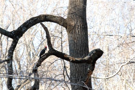 Pileated woodpecker