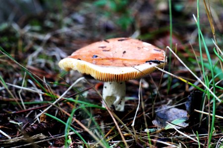 Fall fungi