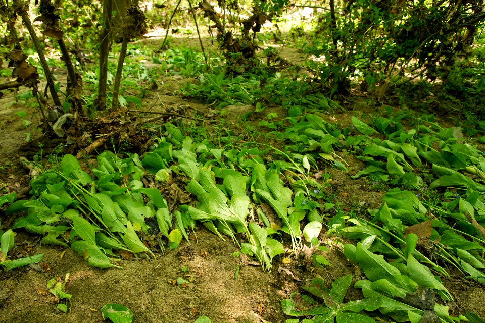 Floodplain Survivors - Virginia Bluebells