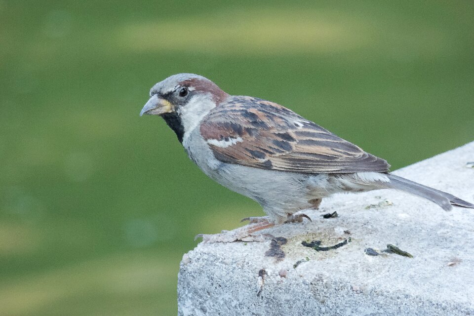 Little bird fly freedom