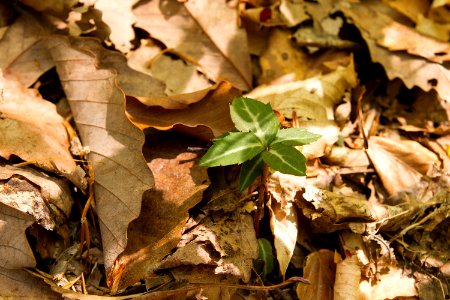 Striped Prince's-pine / Pipsissewa
