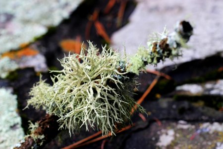 Lichen on a fallen tree branch