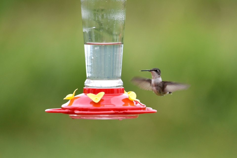 Ruby-throated hummingbird